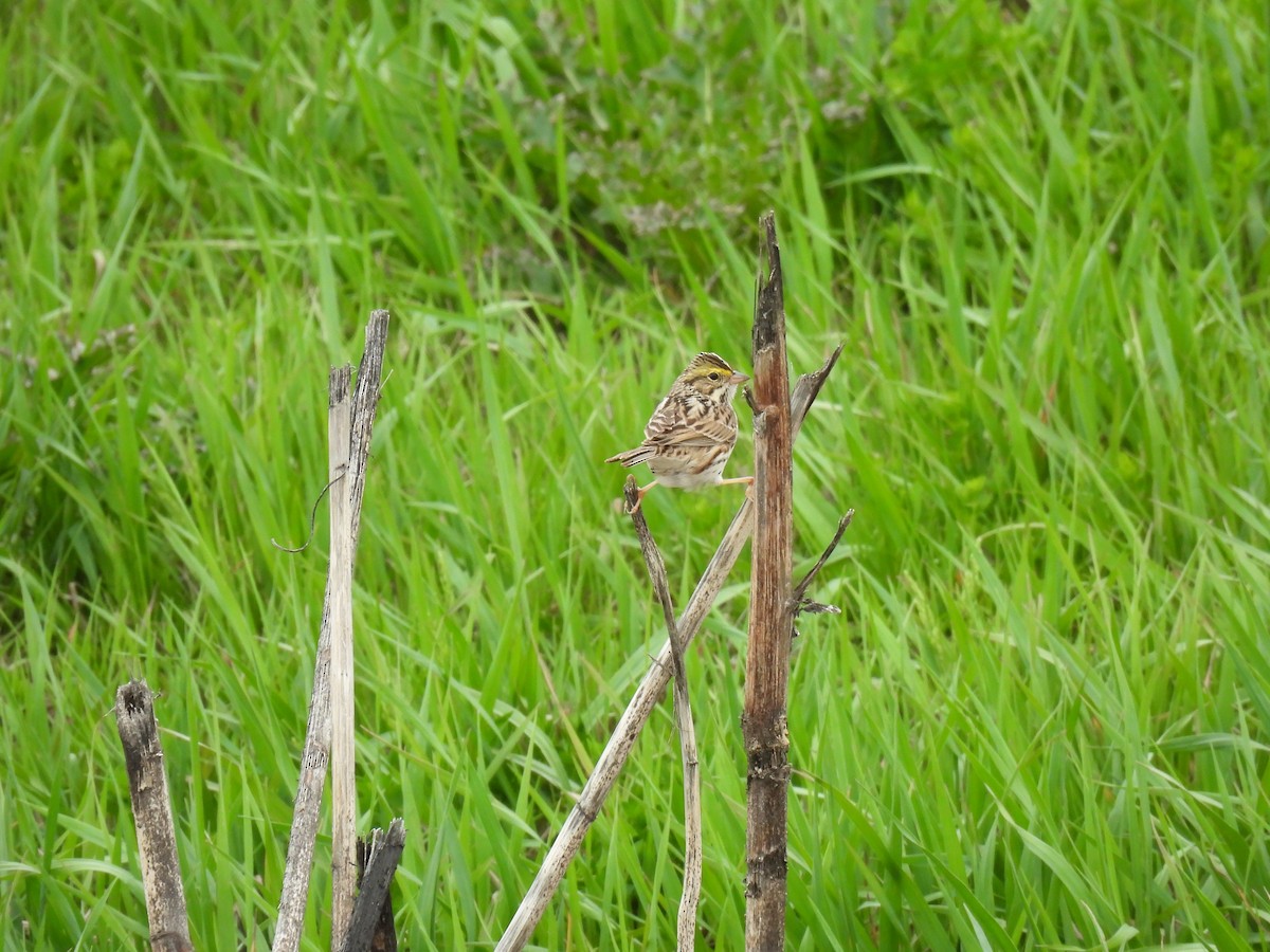 Savannah Sparrow - ML634429719