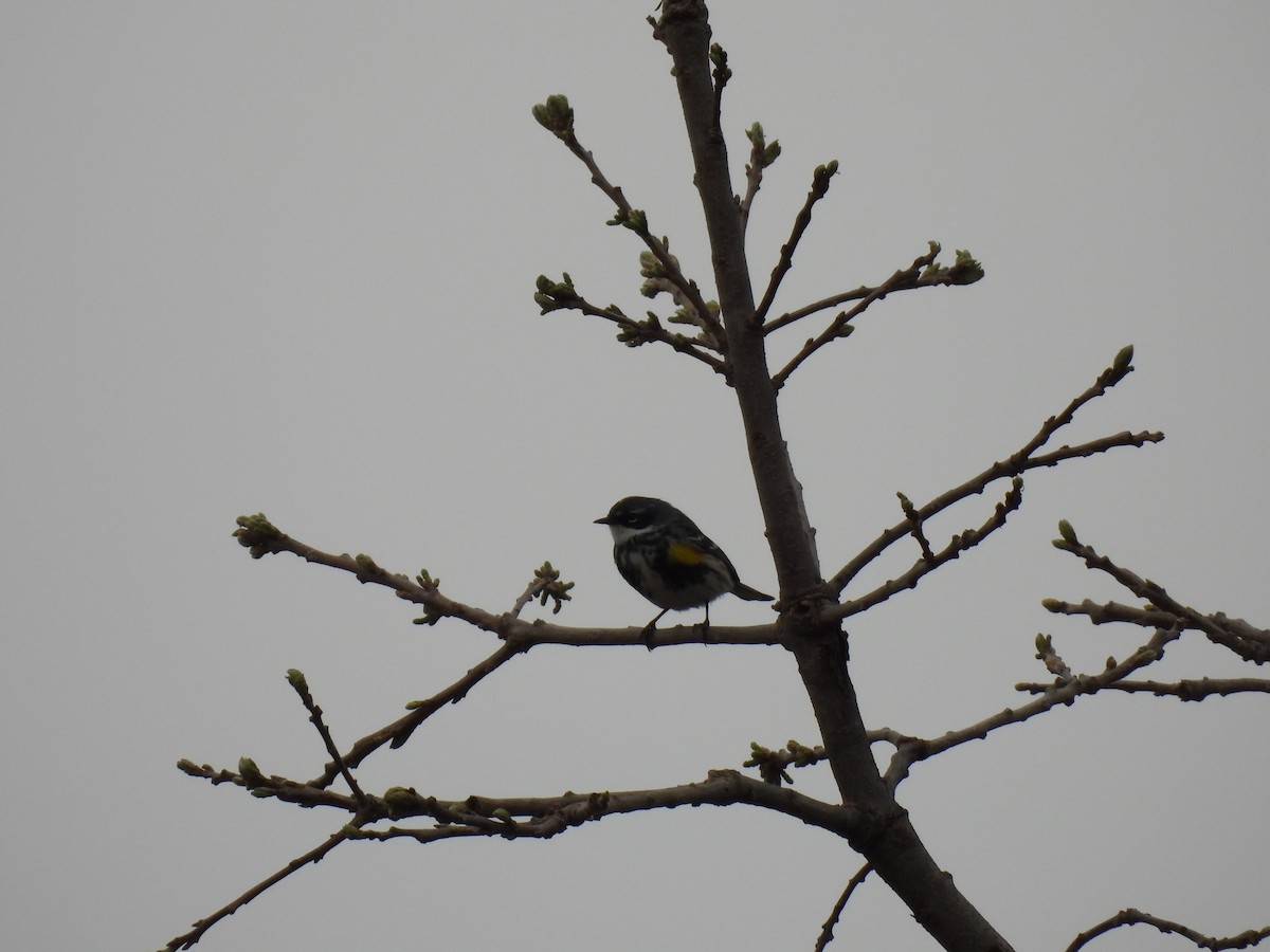 Yellow-rumped Warbler - ML634429736