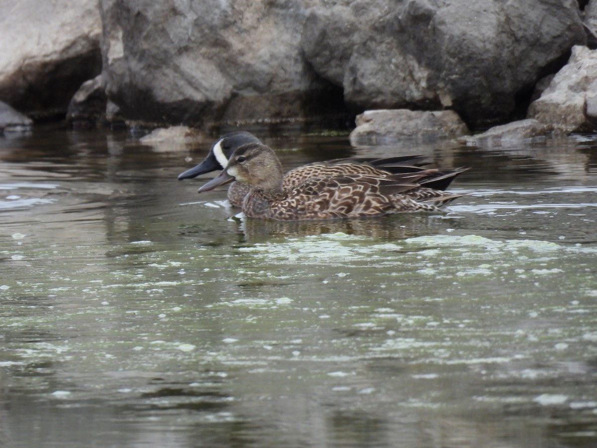 Blue-winged Teal - ML634429743