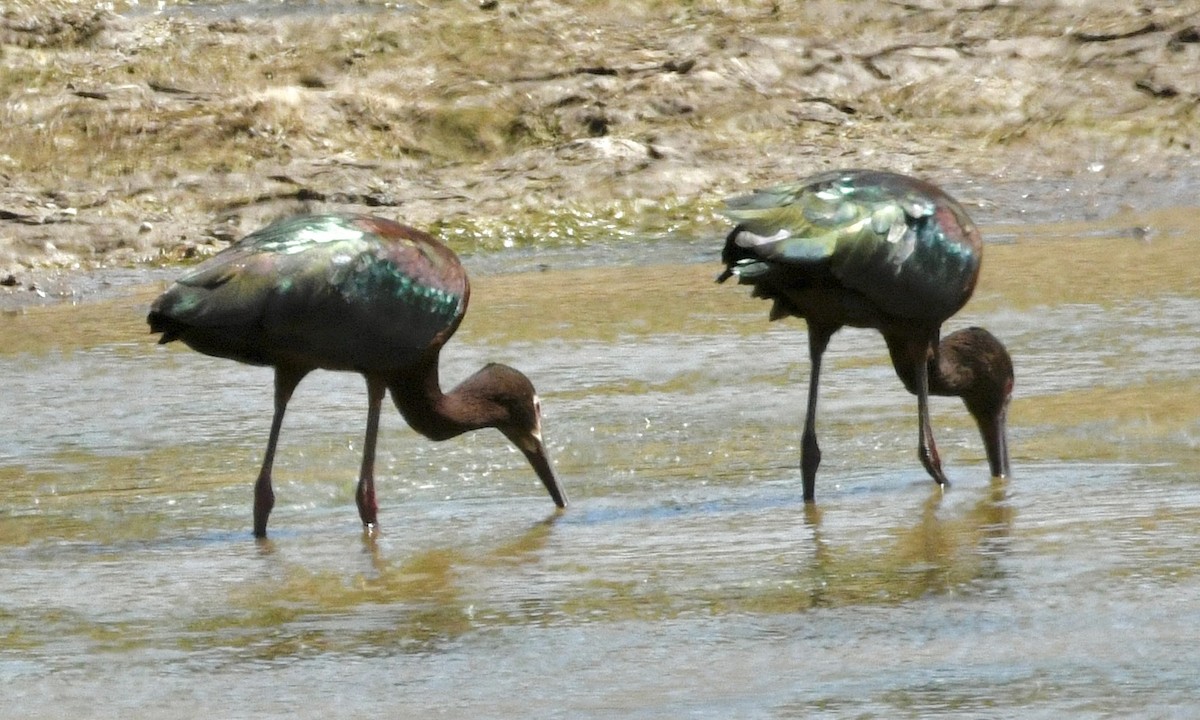 White-faced Ibis - ML634429744