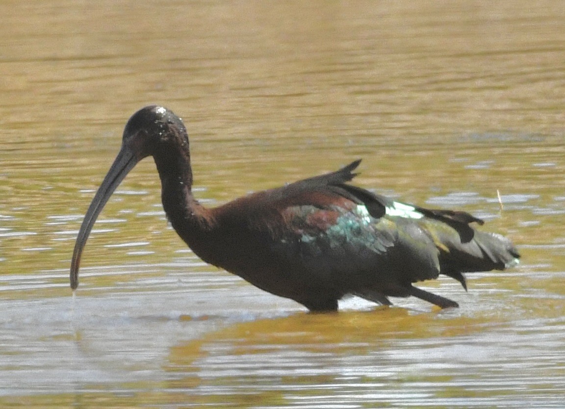 White-faced Ibis - ML634429745