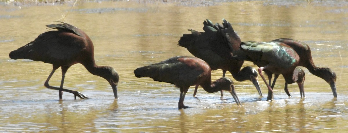White-faced Ibis - ML634429746