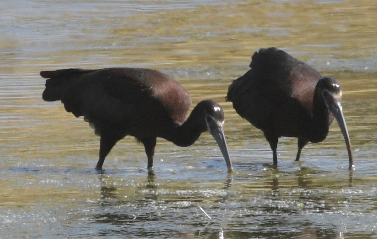 White-faced Ibis - ML634429747