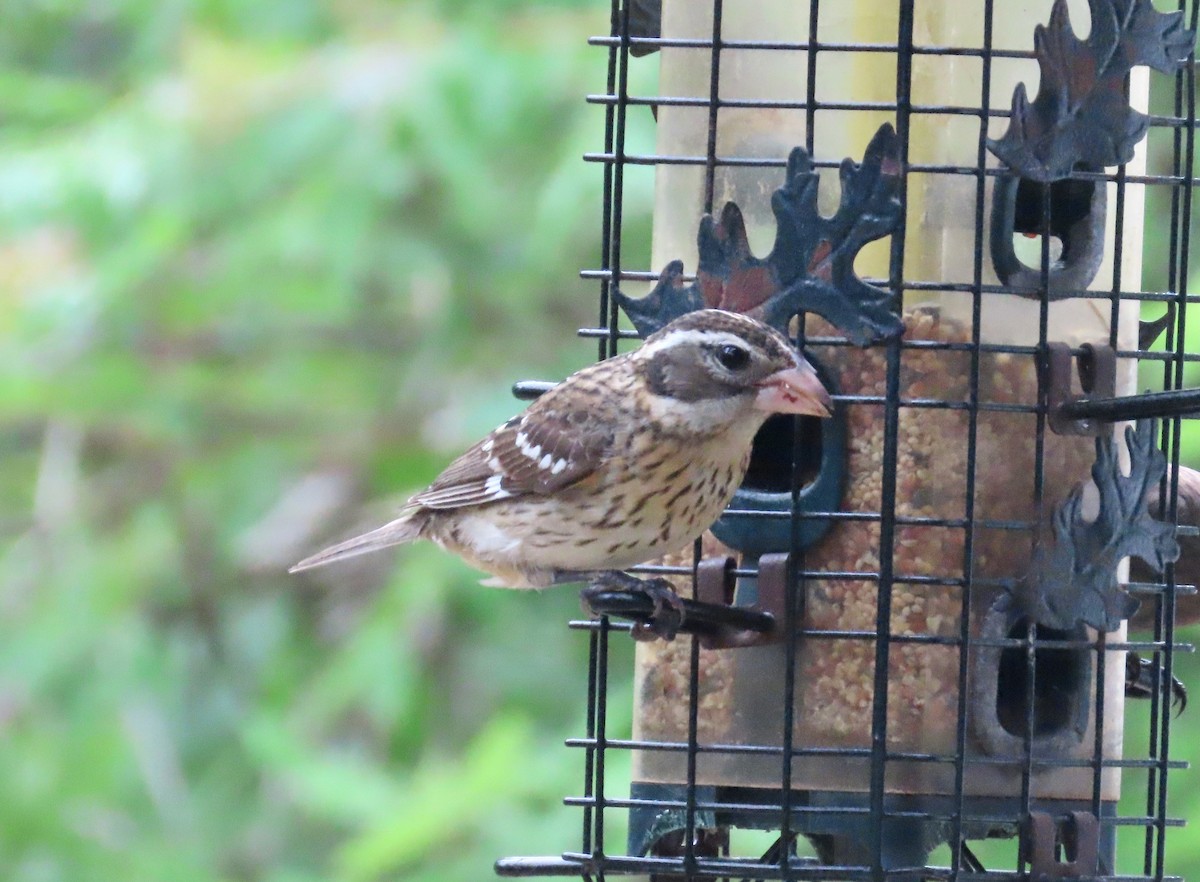 Rose-breasted Grosbeak - ML634429750