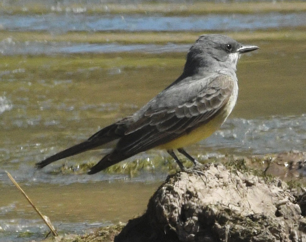 Cassin's Kingbird - ML634429769