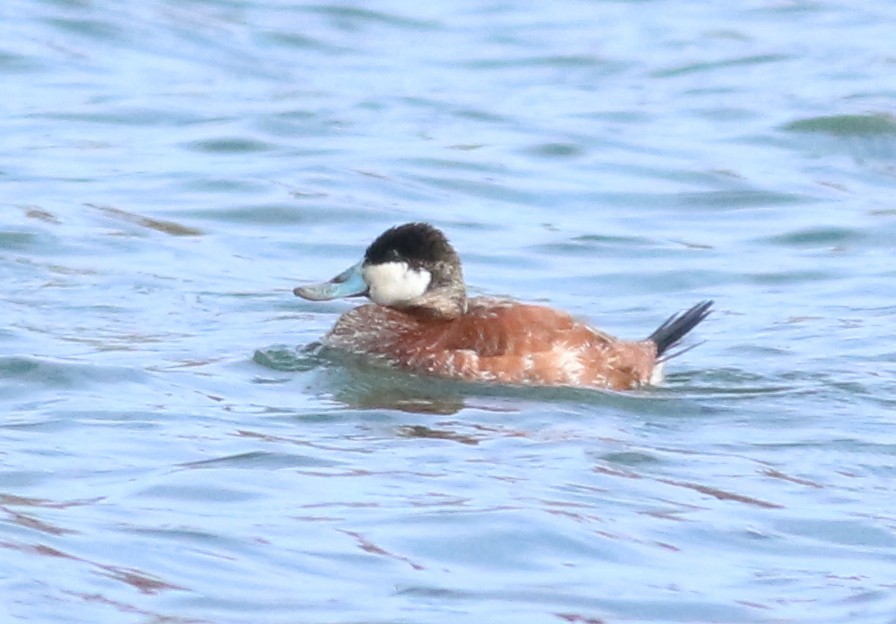 Ruddy Duck - ML634429781