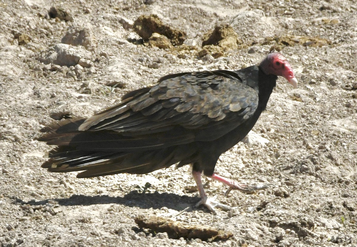 Turkey Vulture - ML634429788