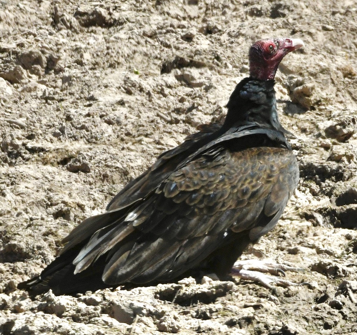 Turkey Vulture - ML634429789