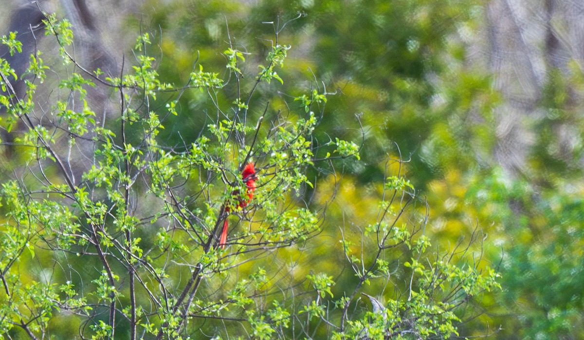 Cardinal rouge - ML634429791