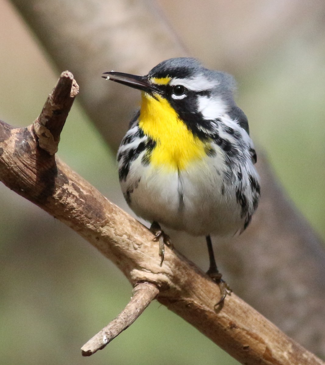 Yellow-throated Warbler - ML634429811