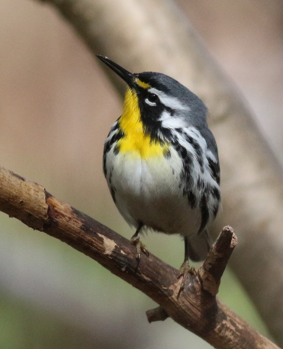 Yellow-throated Warbler - ML634429812