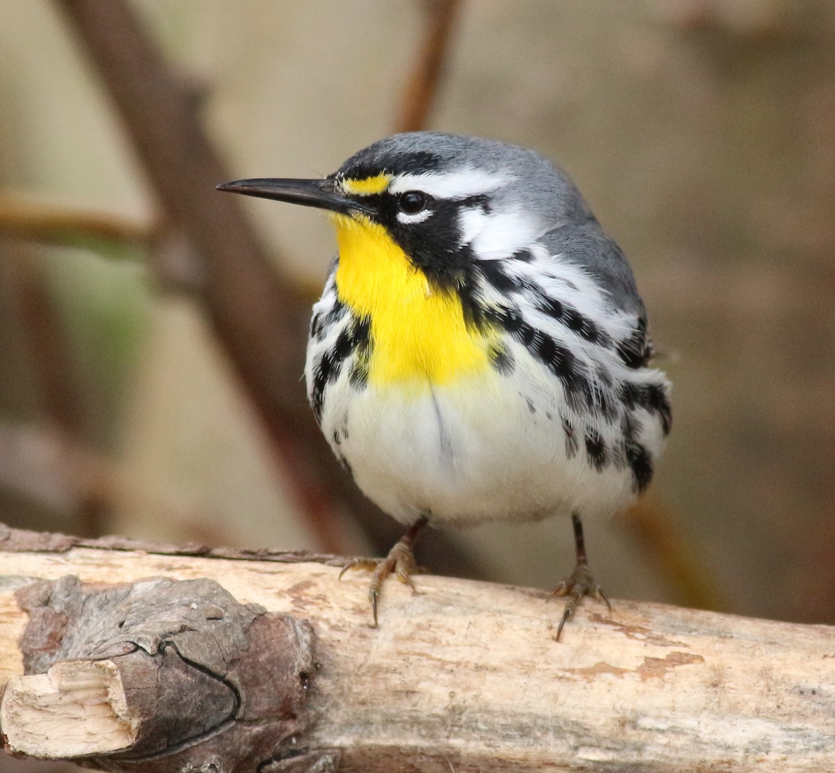 Yellow-throated Warbler - ML634429813