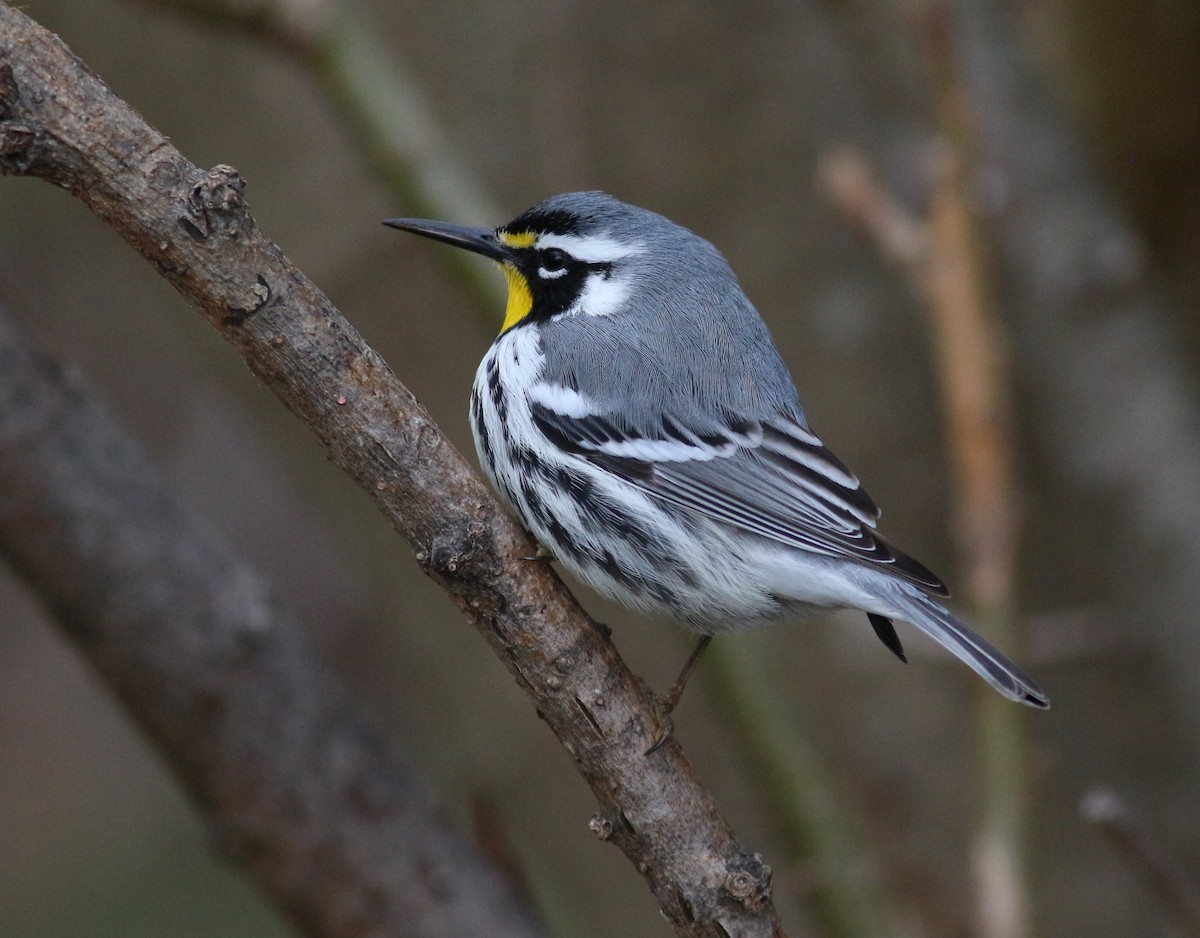Yellow-throated Warbler - ML634429814
