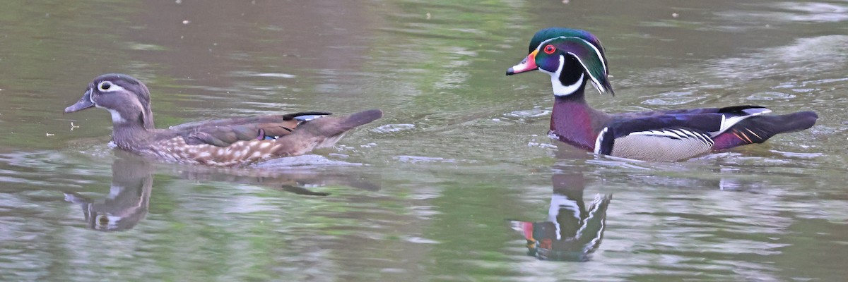 Wood Duck - ML634429896