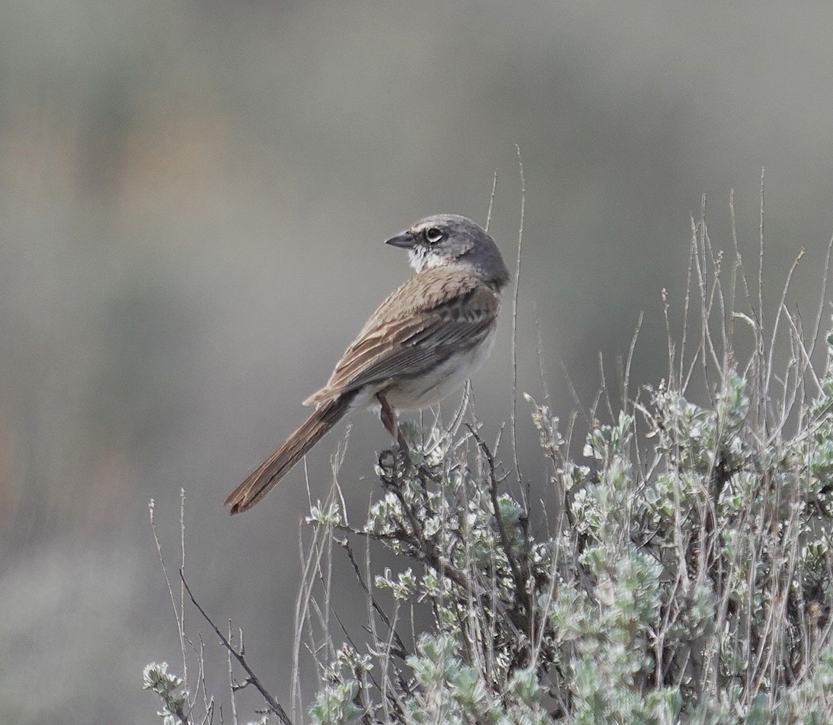 Sagebrush Sparrow - ML634430010