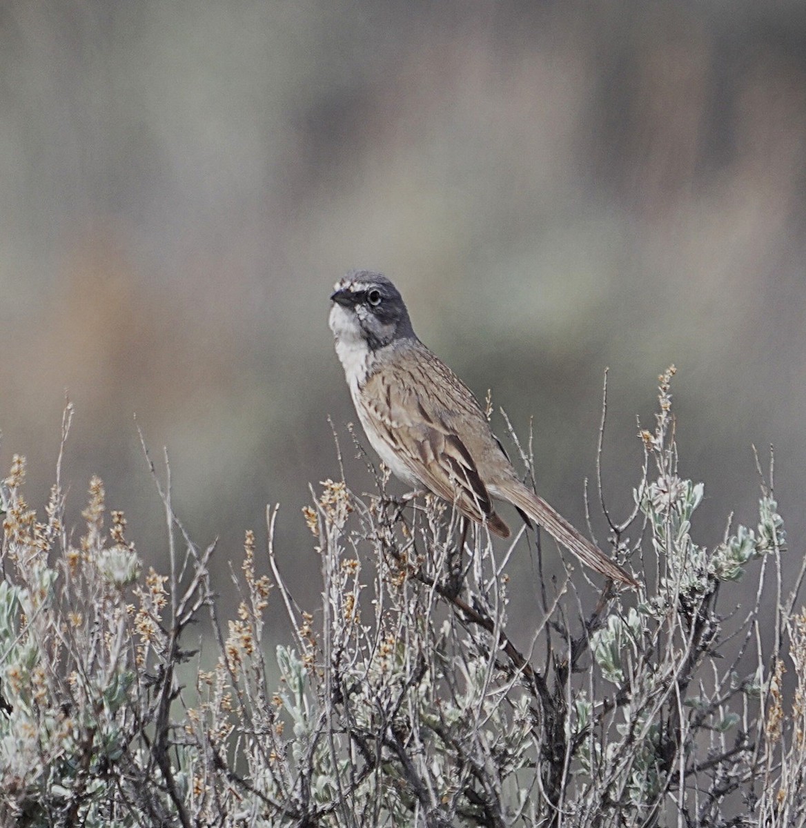 Sagebrush Sparrow - ML634430011