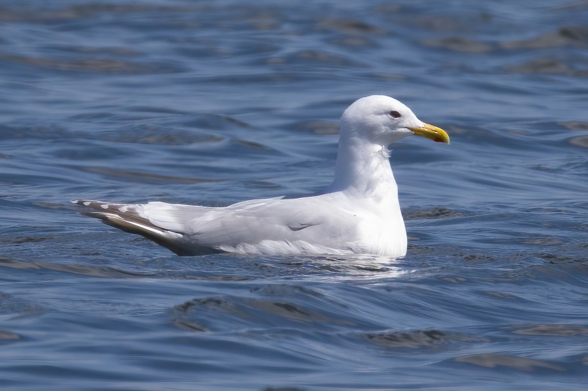 Goéland arctique - ML634430029