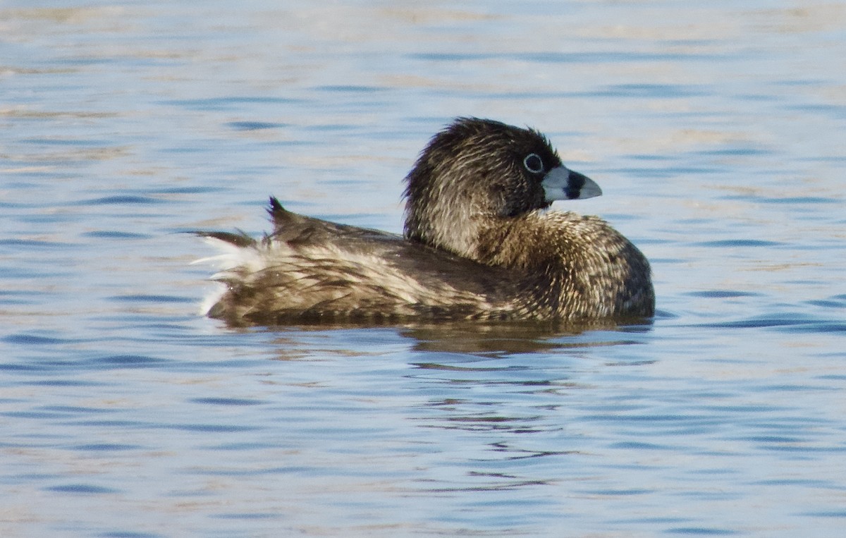 Pied-billed Grebe - ML634430402