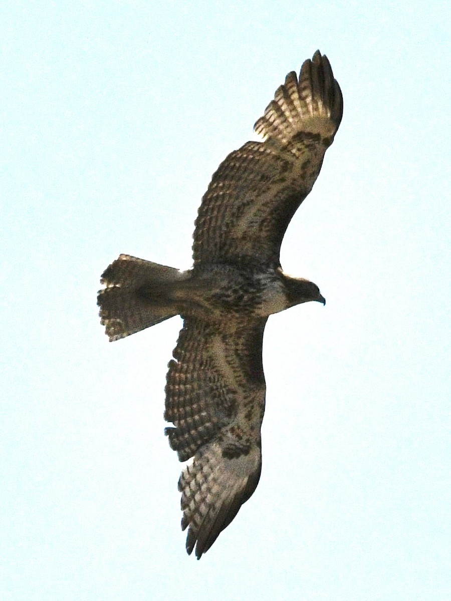 Red-tailed Hawk - ML634430421