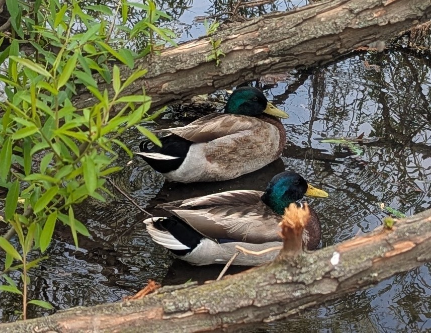 綠頭鴨 - ML634430456