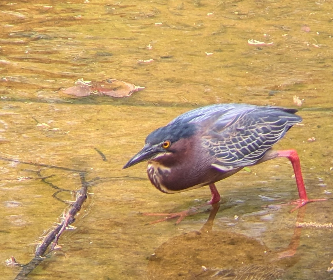 Green Heron - ML634430459