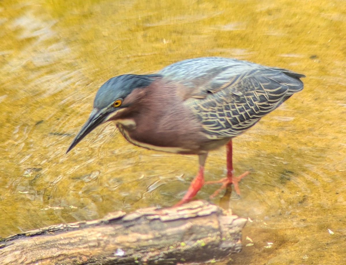 Green Heron - ML634430460