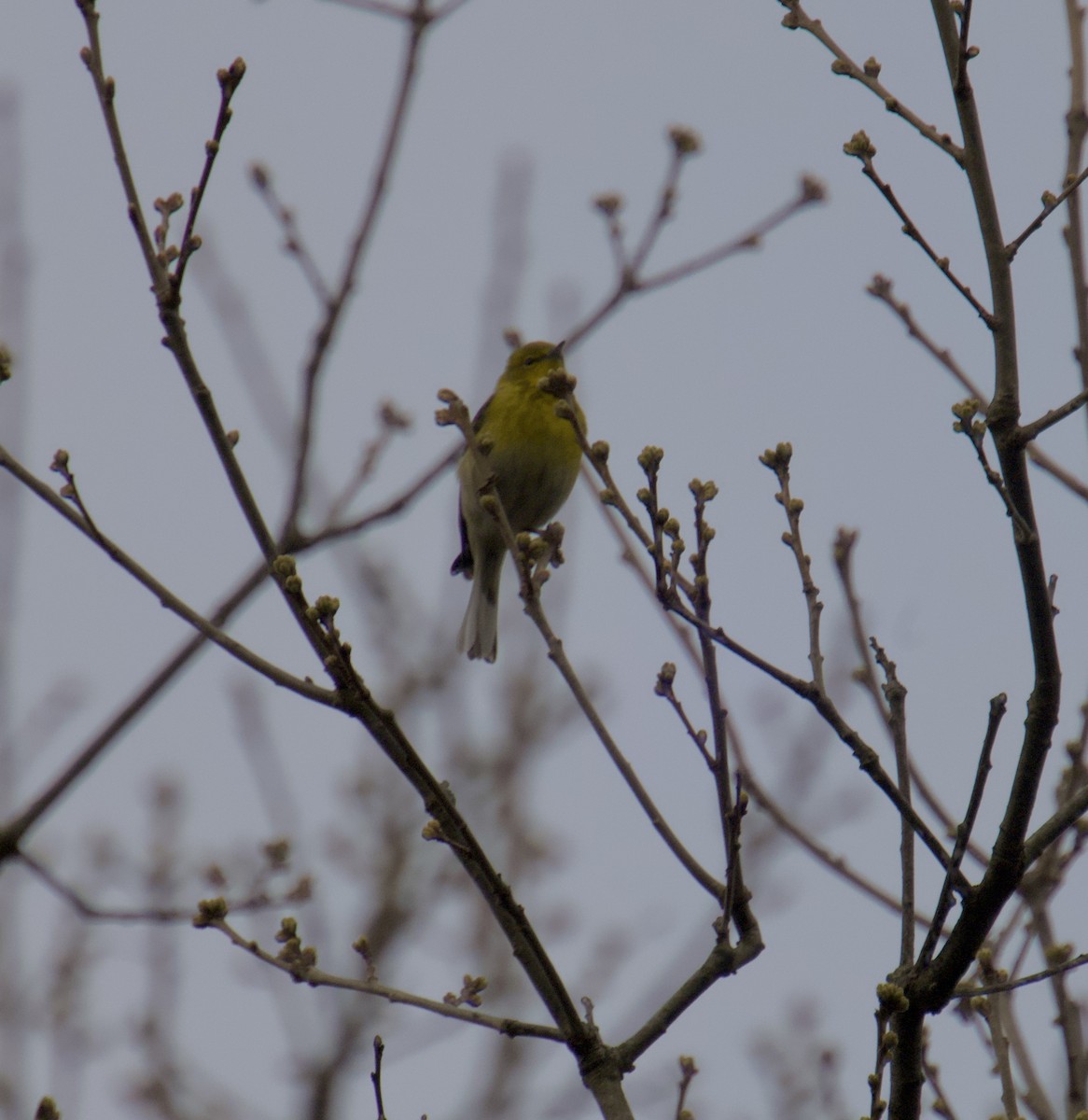 Pine Warbler - ML634430558