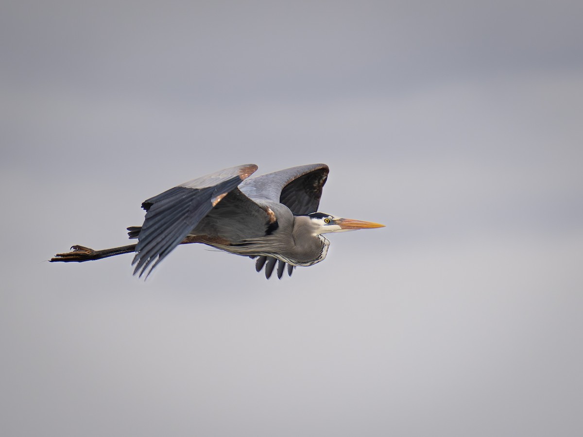 Great Blue Heron - ML634430581