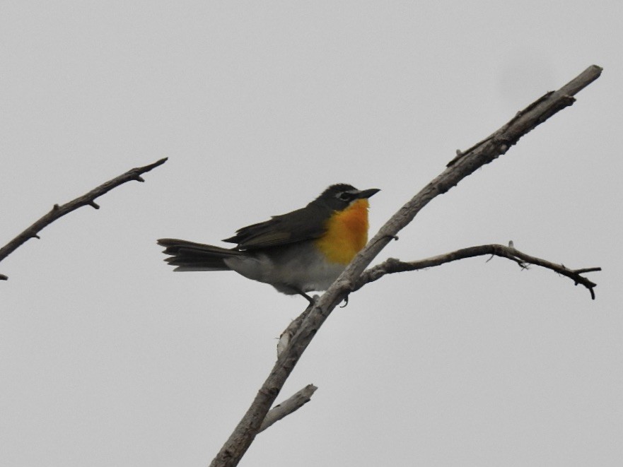 Yellow-breasted Chat - ML634430591
