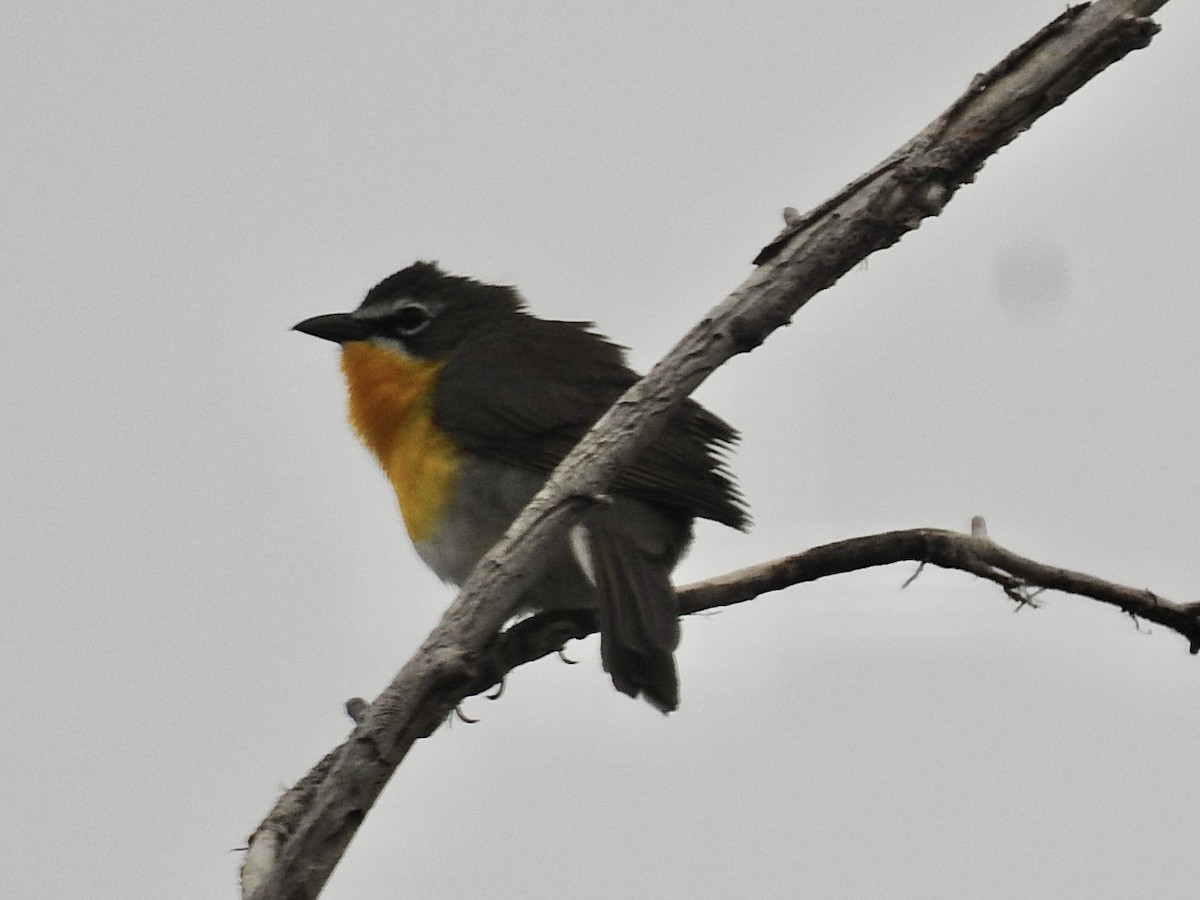 Yellow-breasted Chat - ML634430593
