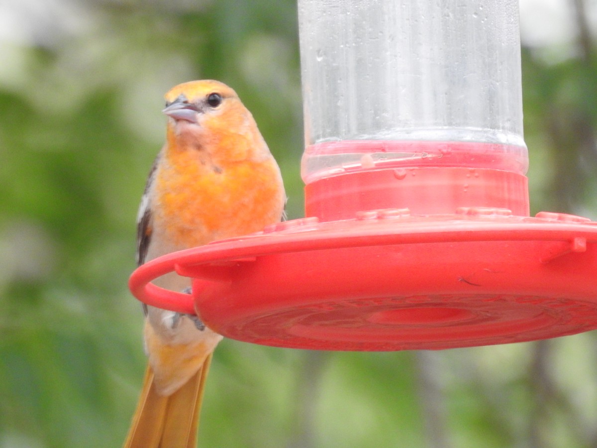 Bullock's Oriole - ML634430604
