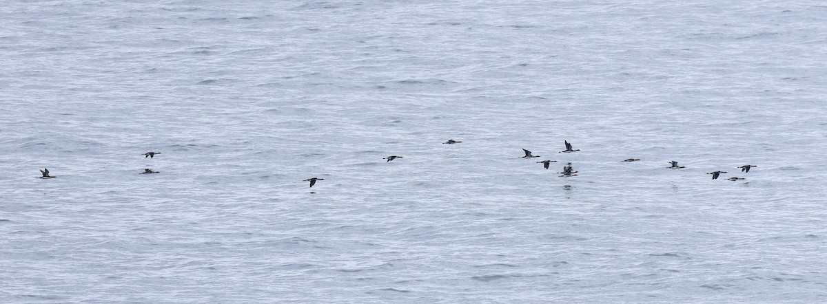 Pacific Loon - ML634430712