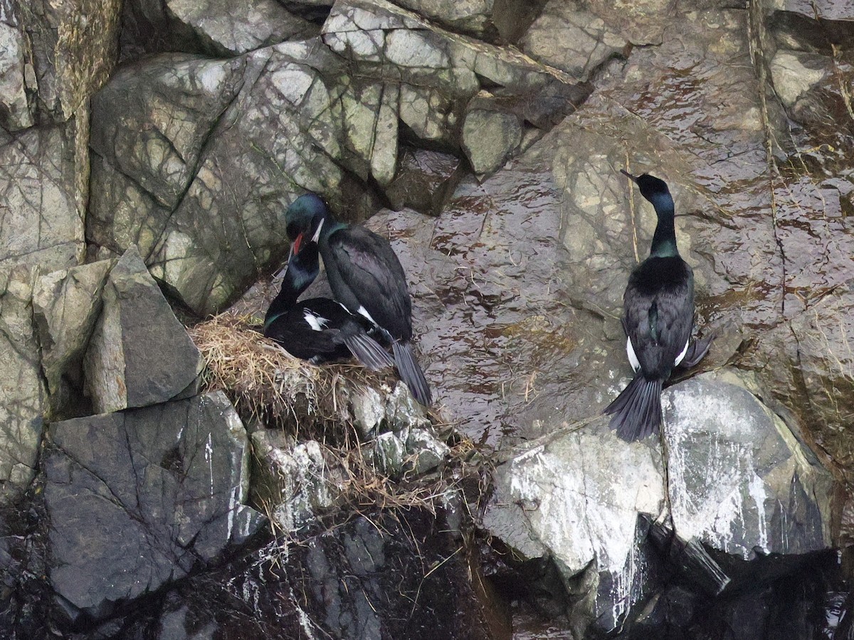 Pelagic Cormorant - ML634430733