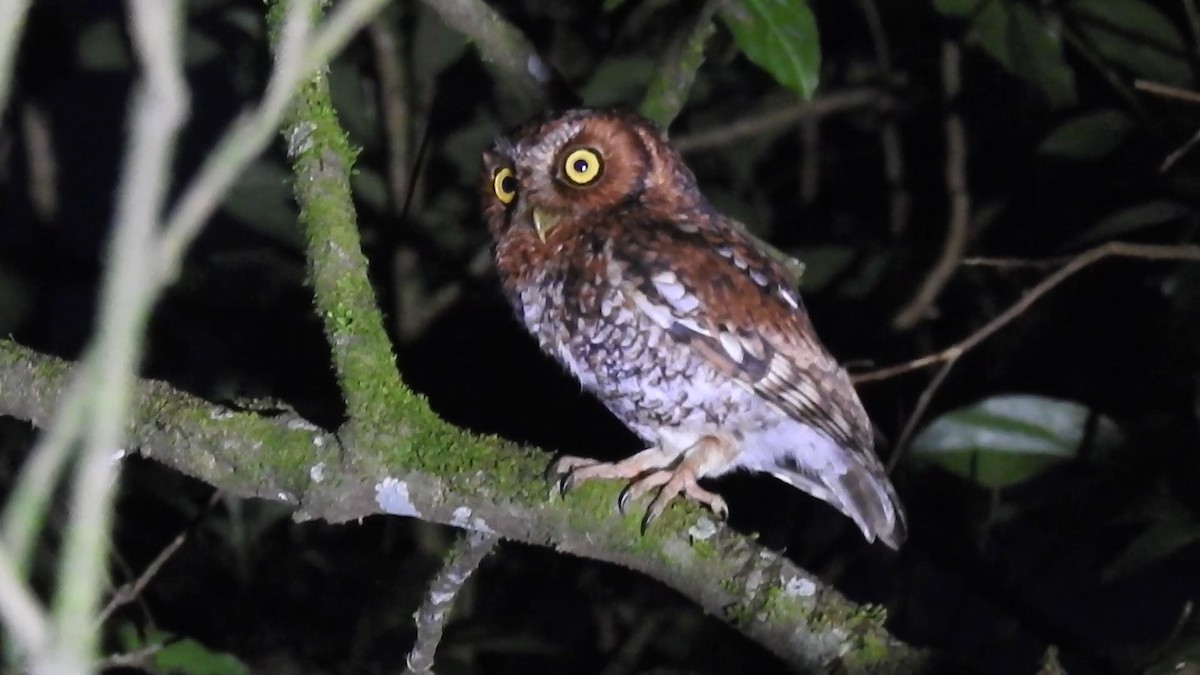 Bearded Screech-Owl - ML634430819
