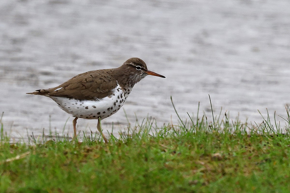 Spotted Sandpiper - ML634430847
