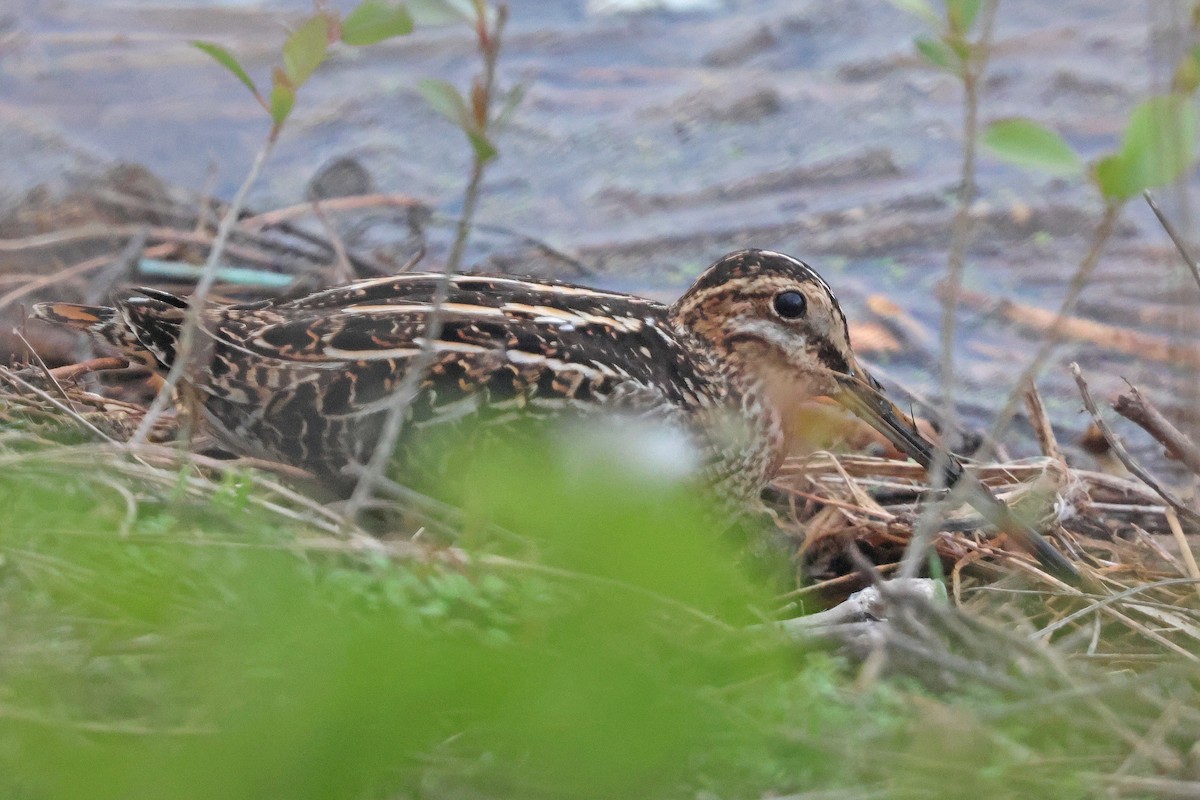 bekasina severoamerická - ML634430895
