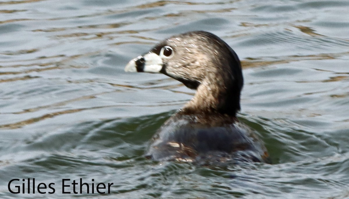 Pied-billed Grebe - ML634430931