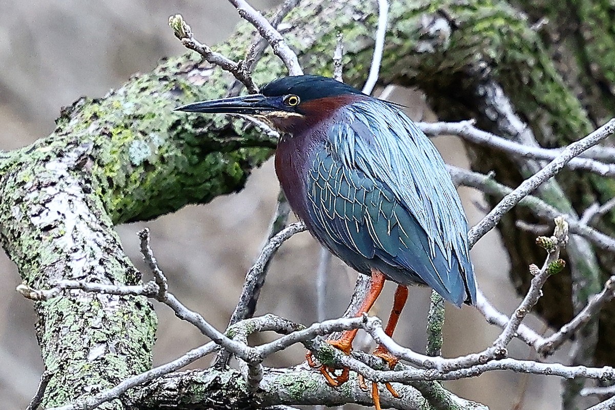 Green Heron - ML634431014