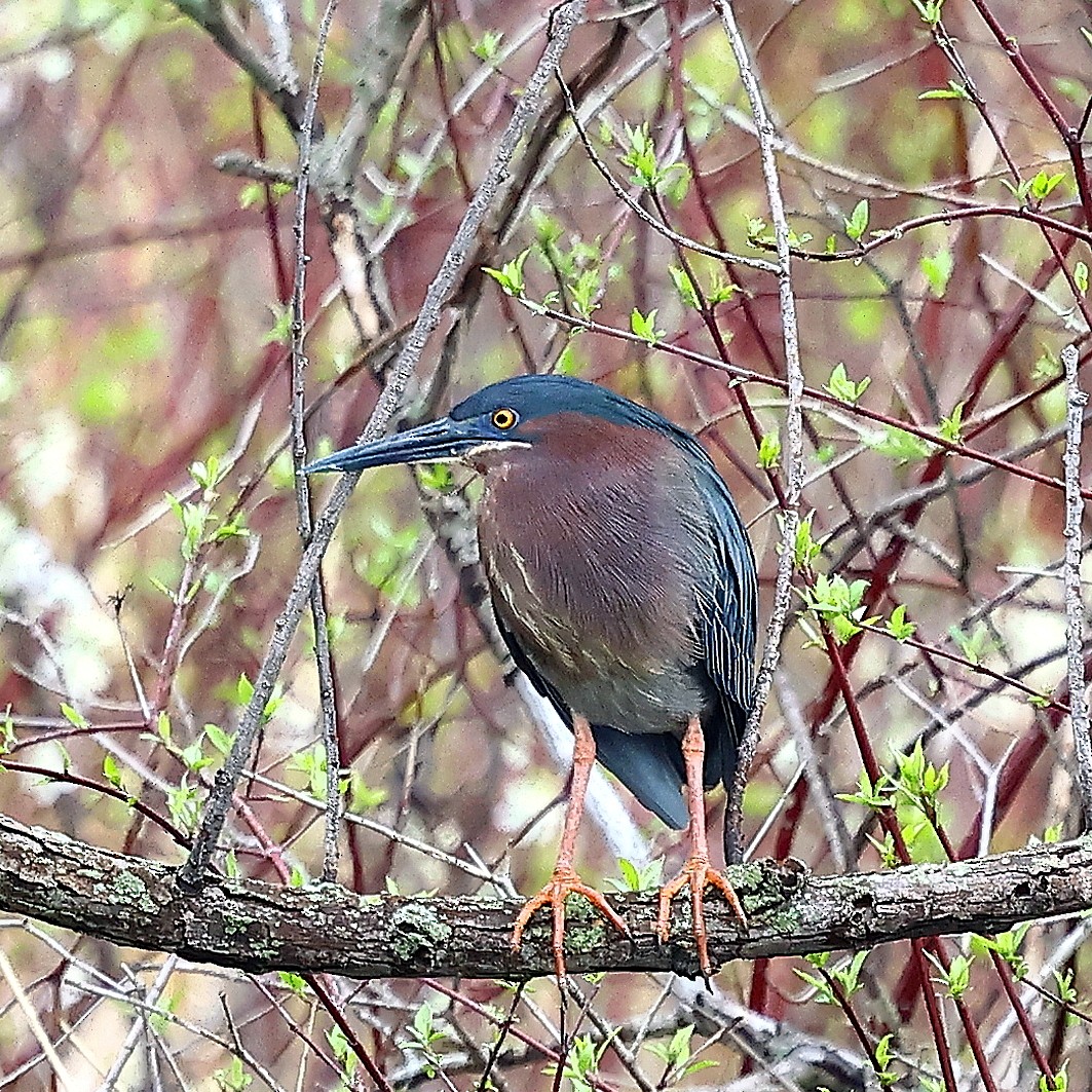 Green Heron - ML634431015