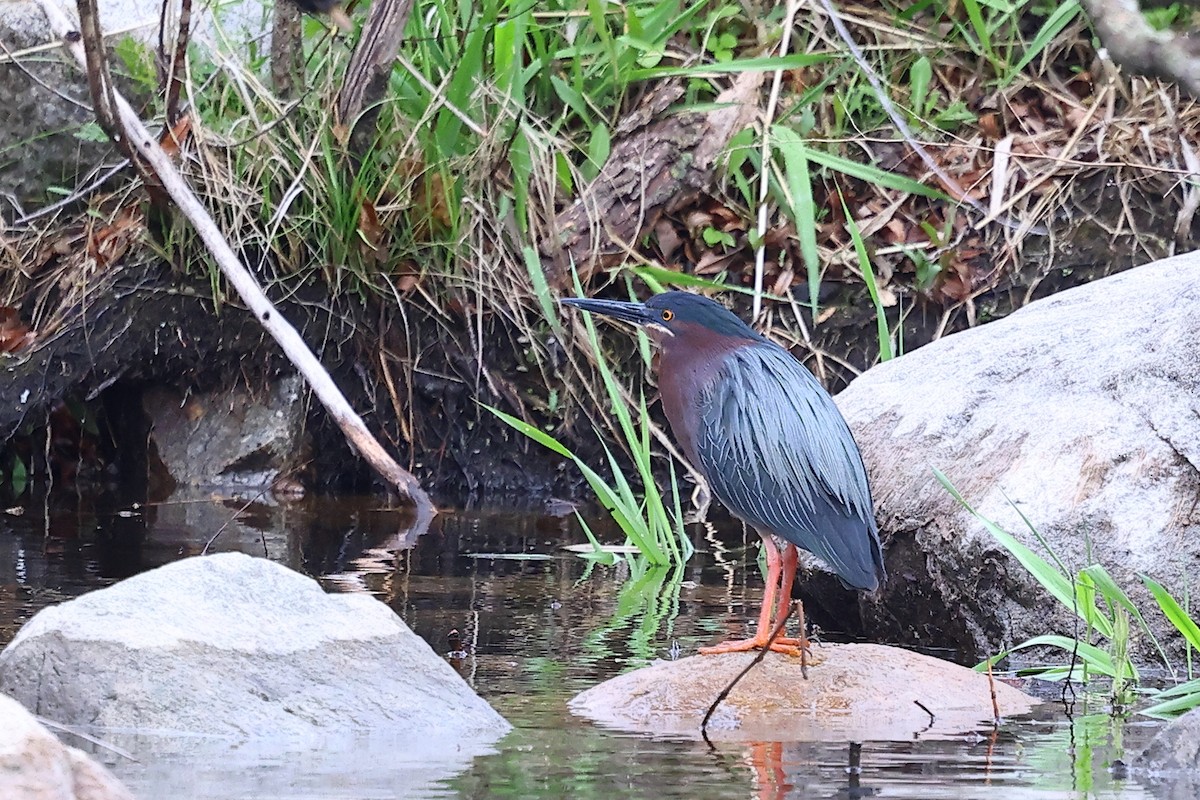Green Heron - ML634431017