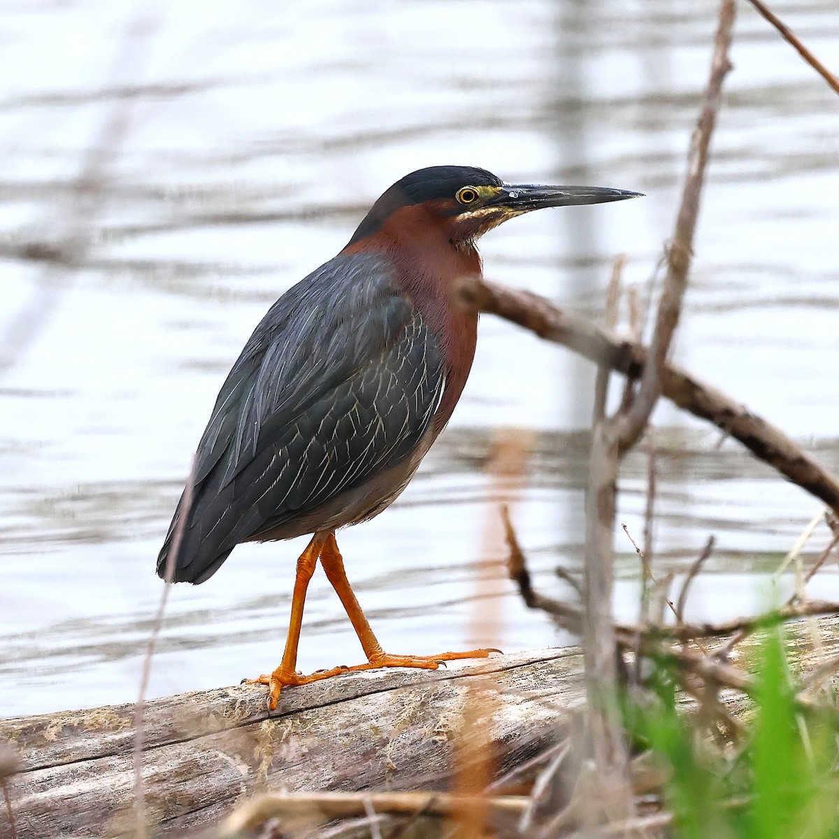 Green Heron - ML634431019