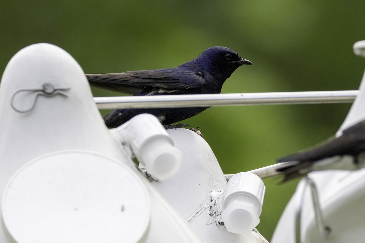 Purple Martin - ML634431064
