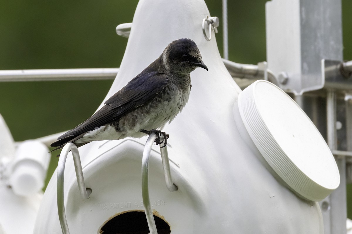 Purple Martin - ML634431065