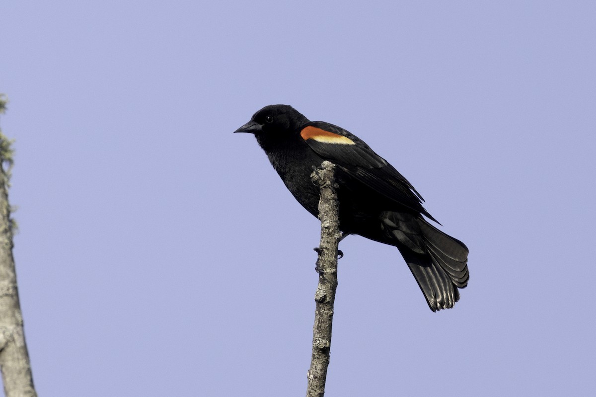 Red-winged Blackbird - ML634431140