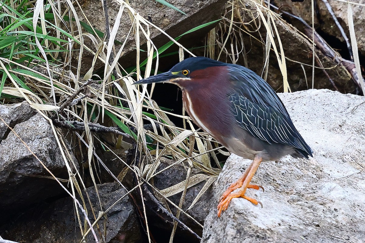 Green Heron - ML634431177