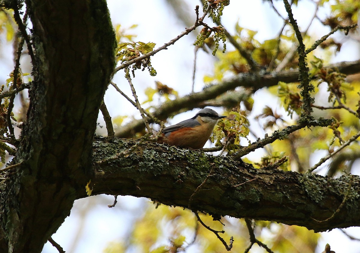 Eurasian Nuthatch - ML634431186