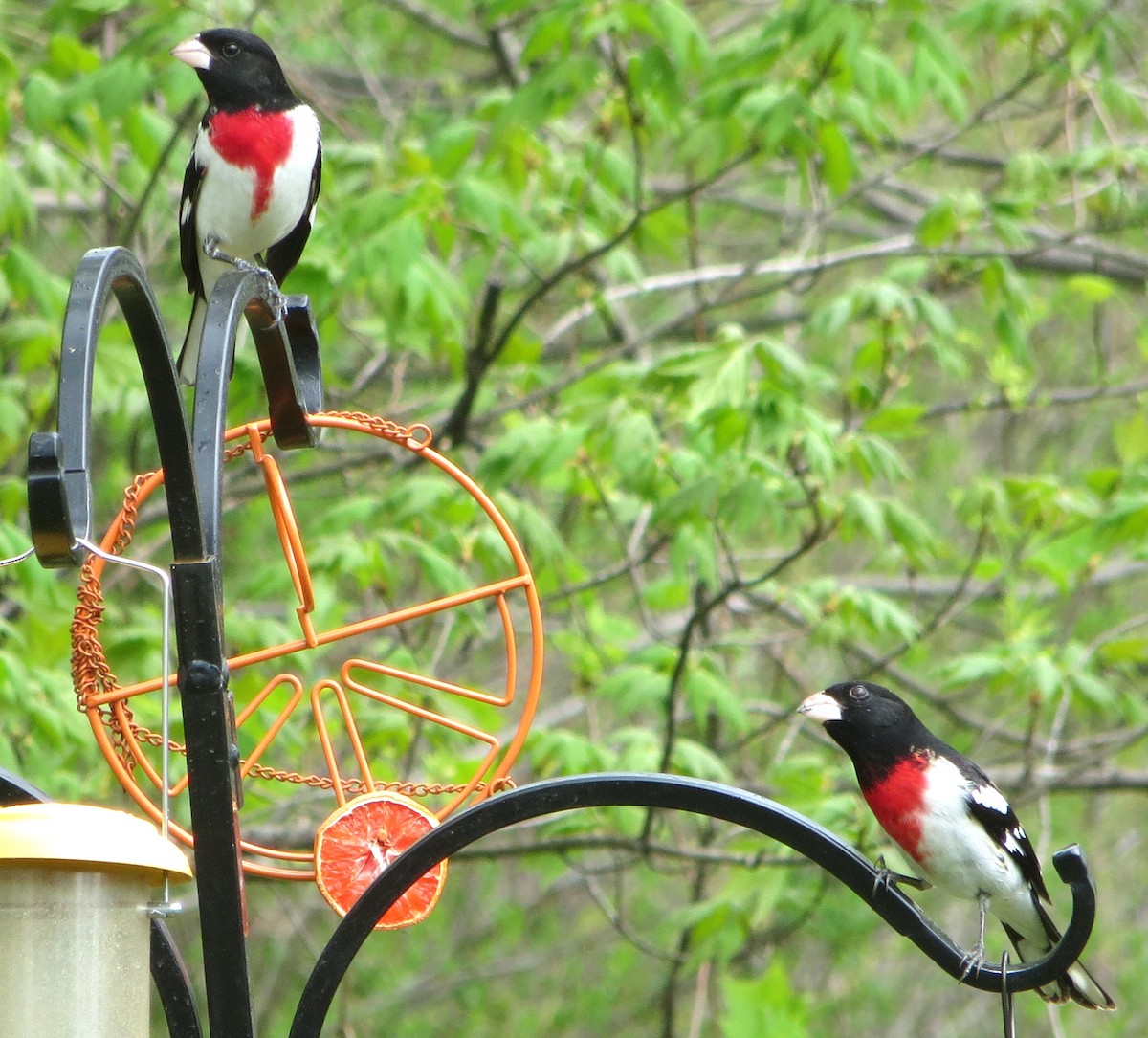 Rose-breasted Grosbeak - ML634431282