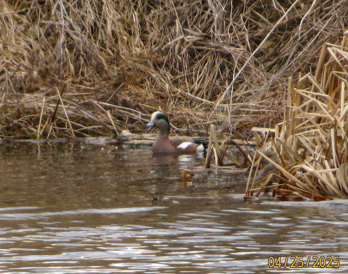 American Wigeon - ML634431327