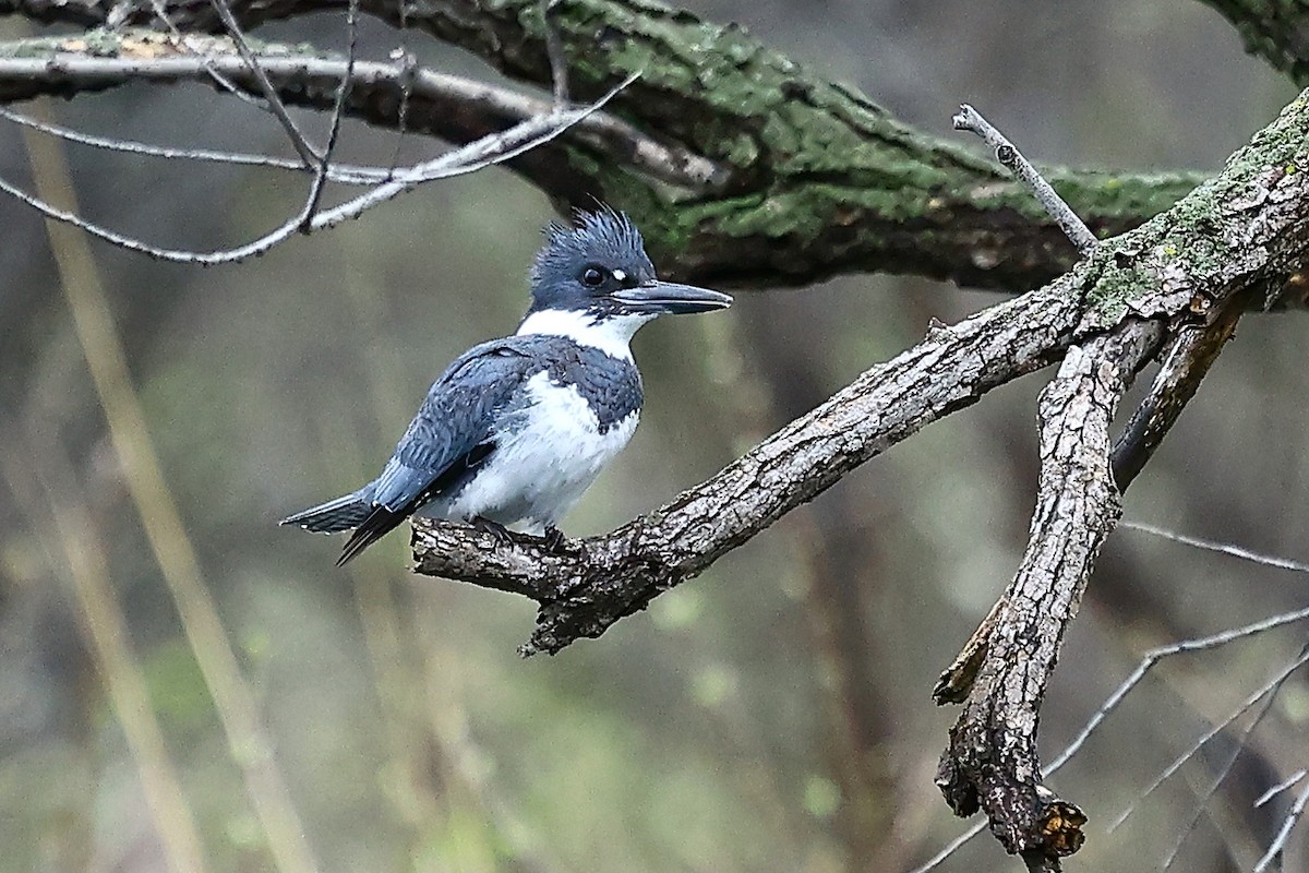Belted Kingfisher - ML634431330