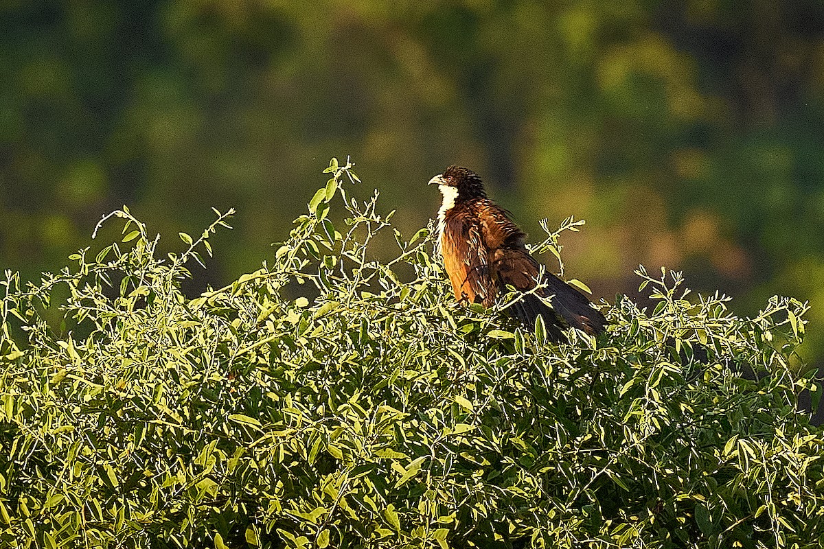 Kupferschwanzkuckuck - ML634431377